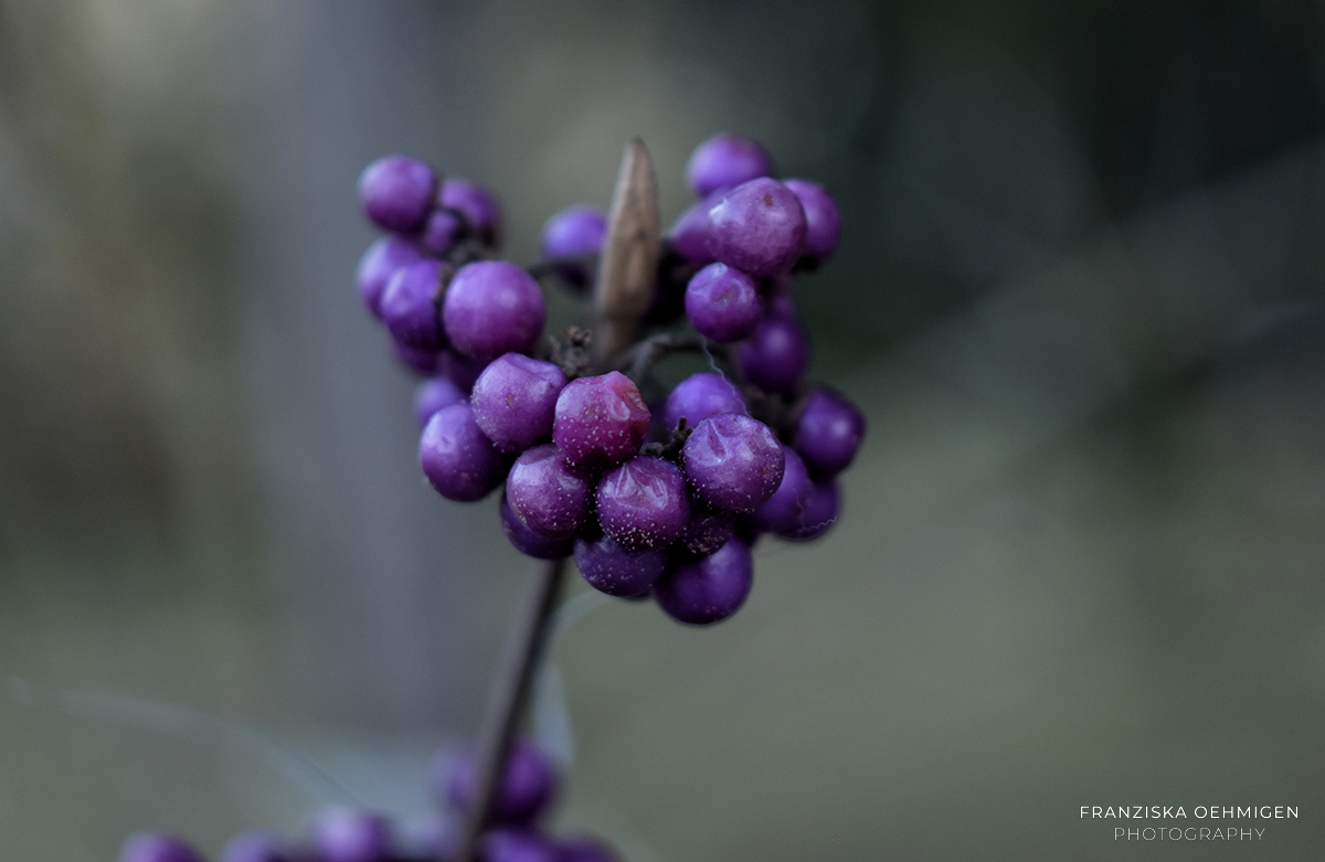 landscape_8