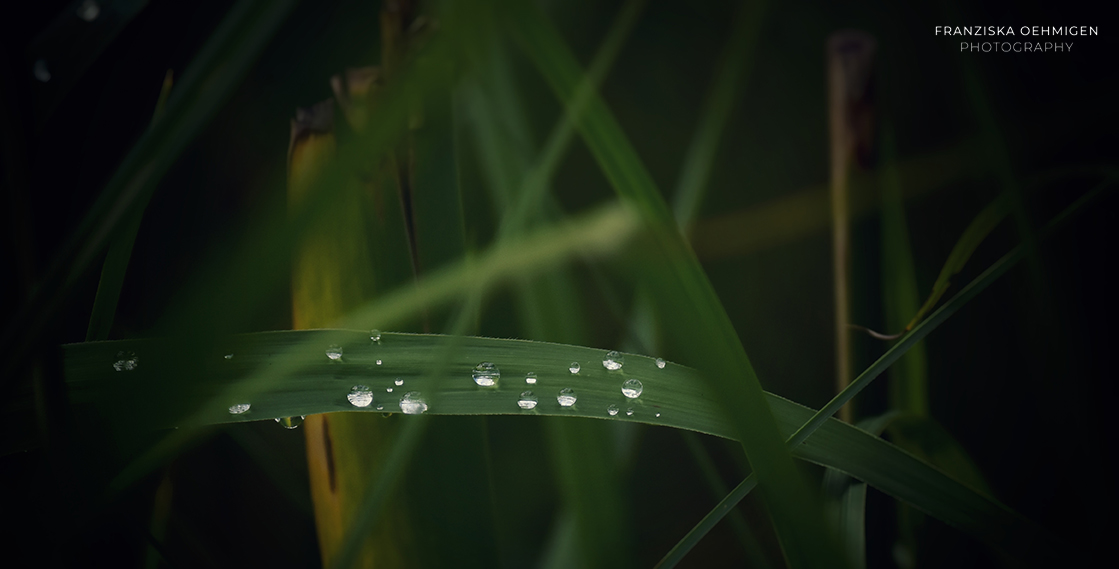 macro_8