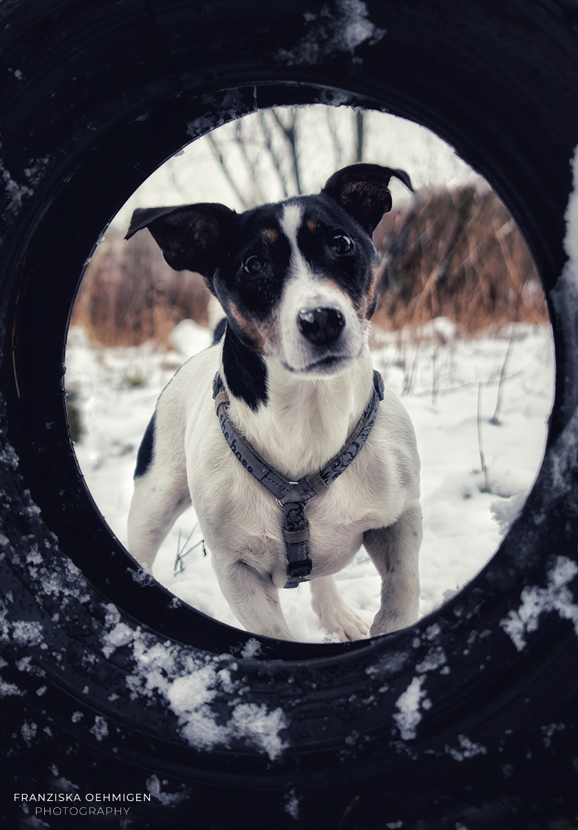 tiere_4